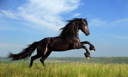 Cavallo, cura e attenzioni per un animale meraviglioso